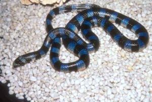 Blue Krait