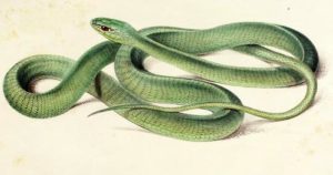 Boomslang snake