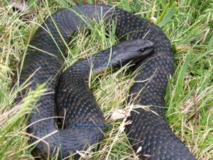 Tiger Snake