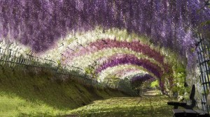 Wisteria Tunnel