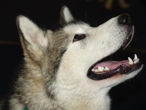 Alaskan Malamutes