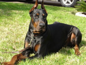 Doberman Pinschers