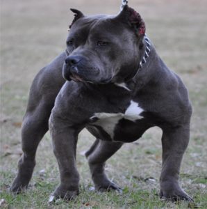 Pitbull