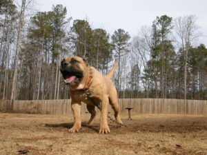 Presa Canario