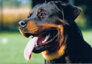 Rottweilers